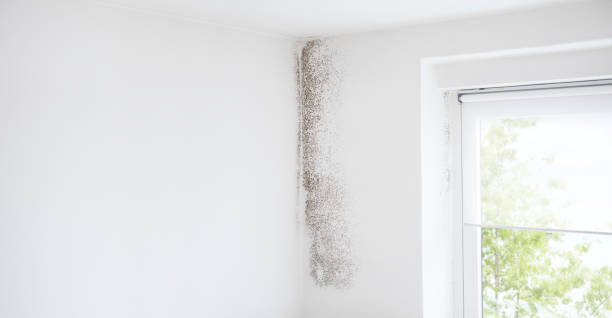 Mold Remediation for Vacation Homes